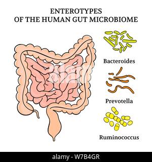 ENTEROTYPES dell'intestino umano MICROBIOME intestini schema di medicina Anatomia Umana disegnare a mano illustrazione vettoriale impostato Illustrazione Vettoriale