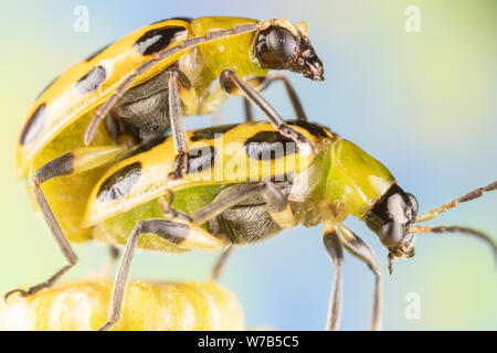 Due Spotted cetriolo coleotteri maiting sulla sommità dei fiori tansy Foto Stock