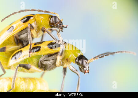 Due Spotted cetriolo coleotteri maiting sulla sommità dei fiori tansy Foto Stock