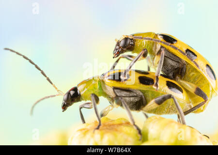 Due Spotted cetriolo coleotteri maiting sulla sommità dei fiori tansy Foto Stock