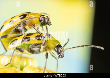 Due Spotted cetriolo coleotteri maiting sulla sommità dei fiori tansy Foto Stock