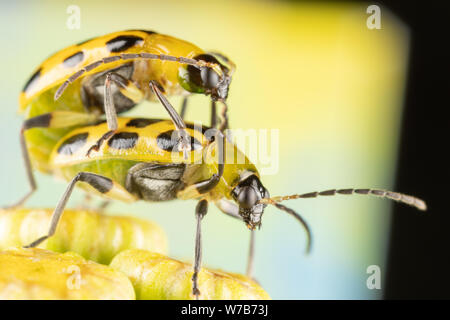 Due Spotted cetriolo coleotteri maiting sulla sommità dei fiori tansy Foto Stock