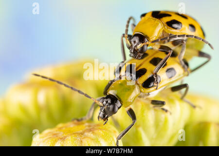 Due Spotted cetriolo coleotteri maiting sulla sommità dei fiori tansy Foto Stock