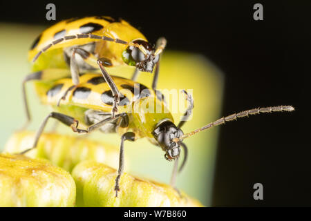 Due Spotted cetriolo coleotteri maiting sulla sommità dei fiori tansy Foto Stock