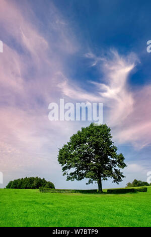 Magnifica antica quercia sul campo Foto Stock