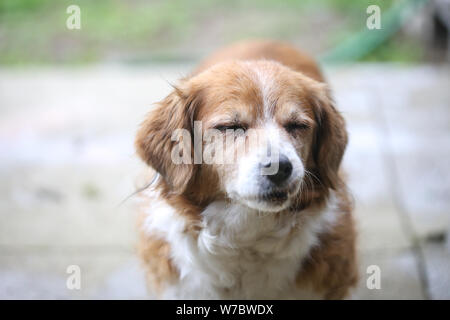 Ritratto di un vecchio cane femmina Foto Stock