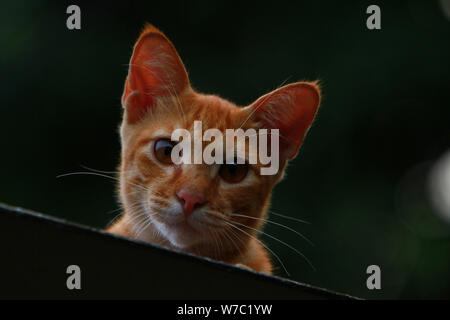 Guardando u Foto Stock