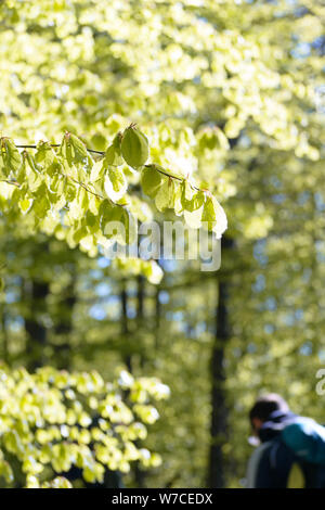 Passeggiate nella Foresta circondato da faggi su gli dèi strada tra Bologna e Florece in Italia. Foto Stock