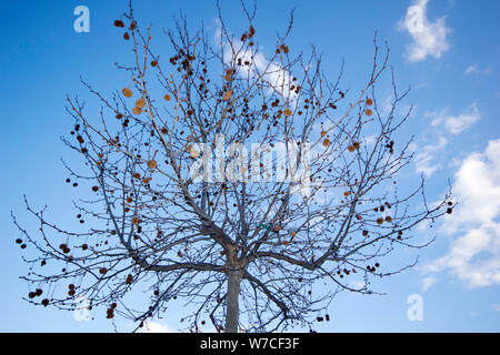 Albero piano con semi e cielo blu Foto Stock