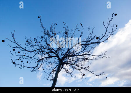 Albero piano con semi e cielo blu Foto Stock
