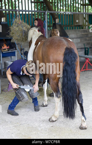 Femmina raspatura maniscalco uno zoccolo di cavalli Foto Stock
