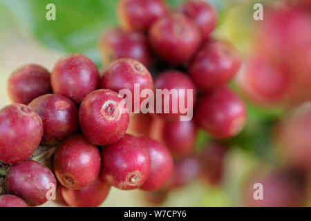 I chicchi di caffè maturazione su un albero Foto Stock