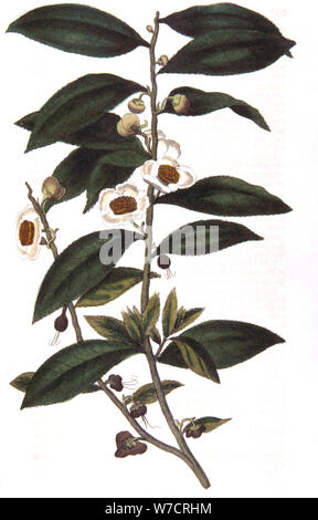 La Camellia sinensis - pianta del tè, 1823. Artista: sconosciuto Foto Stock