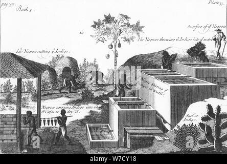 La produzione di tintura indaco con lavoro schiavo: West Indies o America Centrale, 1725. Artista: Anon Foto Stock