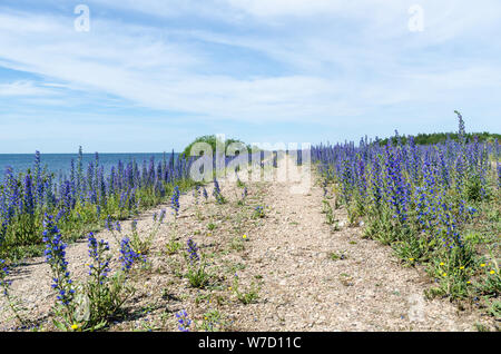 Blue fiori estivi da una strada di campagna lungo la costa del Mar Baltico all'isola Oland in Svezia Foto Stock