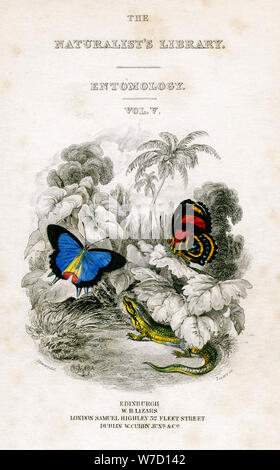 'Il naturalista della Biblioteca entomologia, Vol V', farfalle, c1833-1865.Artista: William Home Lizars Foto Stock