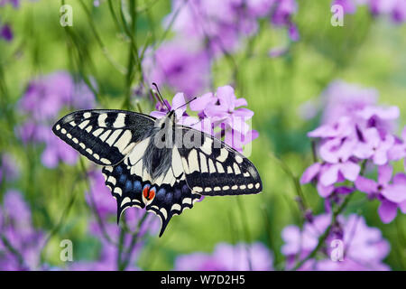 A coda di rondine (farfalla Papilio machaon britannicus) REGNO UNITO Foto Stock