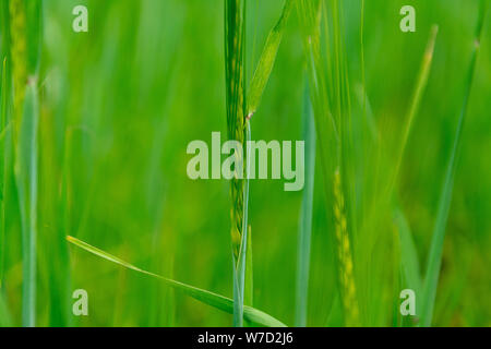 Vista ingrandita di orzo spikelets o di segala orzo in campo. Orzo verde focalizzato in grandi zone rurali agricoli campo di grano. Foto Stock