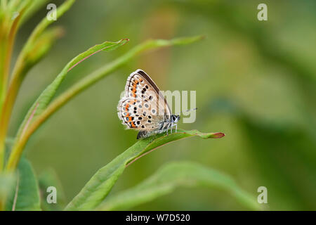 Argento-blu chiodati butterfly (Plebejus argus) REGNO UNITO Foto Stock