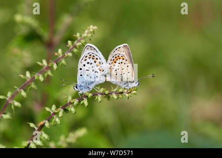 Argento-blu chiodati butterfly (Plebejus argus) REGNO UNITO Foto Stock