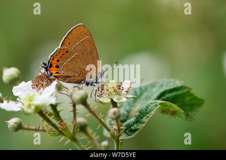 Hairstreak nero (farfalla Satyrium pruni) REGNO UNITO Foto Stock