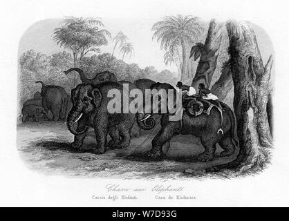 Elephant hunt, India, c1840. Artista: sconosciuto Foto Stock