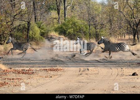 Zebra (Equus quagga) incontrati in safari Liwonde National Park, Malawi in Africa australe. Foto Stock