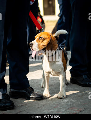 Beagle cane di polizia. Questa razza è prevalentemente utilizzato per la ricerca e il salvataggio delle missioni e come cani poliziotto. Foto Stock