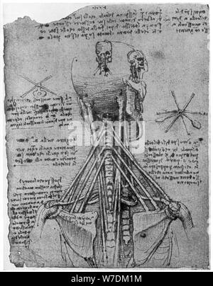 Vista posteriore di uno scheletro che mostra i nervi del collo, tardo XV o inizio del XVI secolo (1954). Artista: Leonardo da Vinci Foto Stock