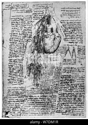 Lo studio del cuore e delle arterie bronchiali, tardo XV o inizio del XVI secolo (1954). Artista: Leonardo da Vinci Foto Stock