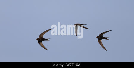 Tre volte comuni che volano in una fila / Flock Swift Foto Stock