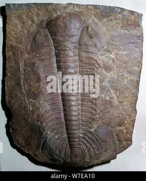 Fossil trilobata. Artista: sconosciuto Foto Stock