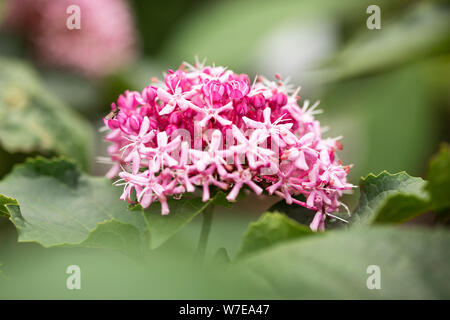 Clerodendrum bungei, comunemente noto come fiore di gloria di rosa, fiore di gloria o hydrangea messicano, è una specie di pianta fiorente nel genere Clerodendrum. Foto Stock