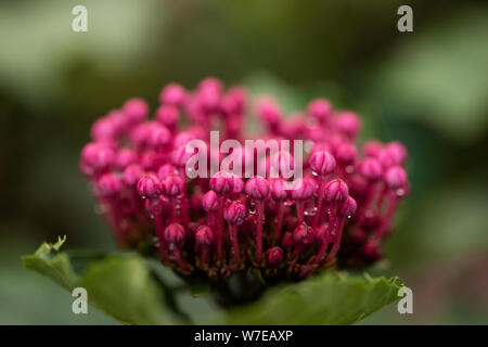 Clerodendrum bungei, comunemente noto come fiore di gloria di rosa, fiore di gloria o hydrangea messicano, è una specie di pianta fiorente nel genere Clerodendrum. Foto Stock