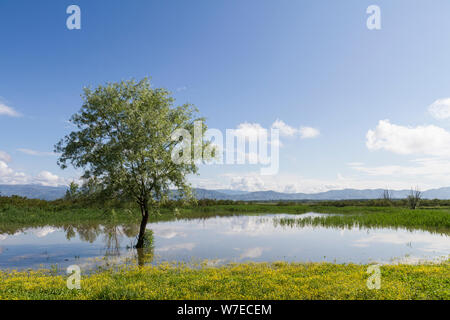 Paesaggio: Italia, padule di Fucecchio (Firenze) Vista del lago con il giallo il prato fiorito e albero Foto Stock