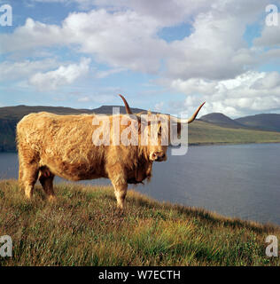 Highland vacche dell'Isola di Skye. Foto Stock