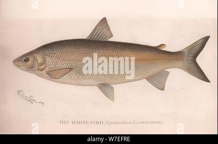 Il Pesce bianco (Coregonus Clupeiformis), c.1920s Artista: sconosciuto Foto Stock