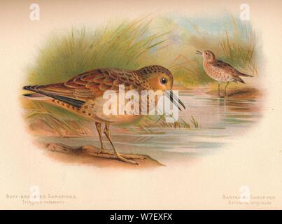 "Buff-Breasted Sandpiper (Tringites rufescns), Bartram il Sandpiper (Bartramia longicauda)", 1900, (1 artista: Charles Whymper. Foto Stock