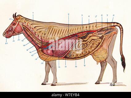 La sezione mediana di una mucca, che mostra gli organi della circolazione e della respirazione, etc, c1905 (C1910). Artista: sconosciuto. Foto Stock