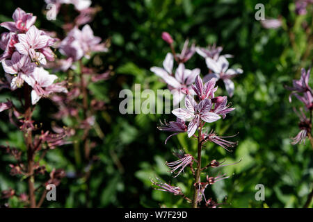Venata di rosa fiori della pianta selvatica Diptam Dictamnus albus o il roveto ardente, o Fraxinella o Dittany. Primo piano di bellissimi fiori rosa e bianchi su bl Foto Stock