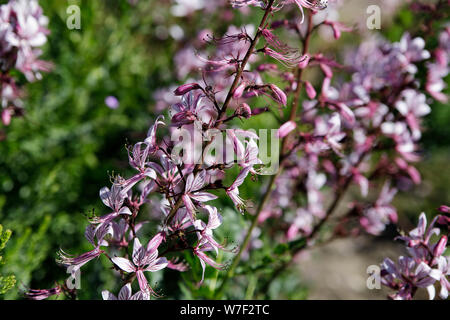 Venata di rosa fiori della pianta selvatica Diptam Dictamnus albus o il roveto ardente, o Fraxinella o Dittany. Primo piano di bellissimi fiori rosa e bianchi su bl Foto Stock