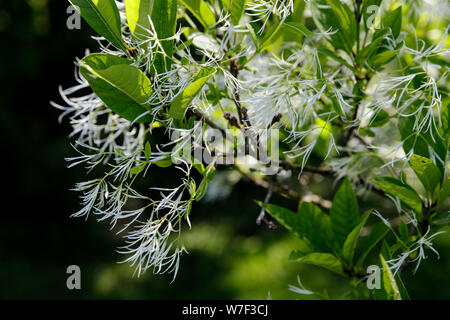 Chionanthus virginicus fiori nel giardino. Summer View. Foto Stock