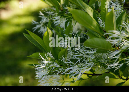 Chionanthus virginicus fiori nel giardino. Summer View. Foto Stock