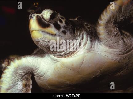 Tartaruga Caretta, (Caretta caretta), XX secolo. Artista: CM Dixon. Foto Stock