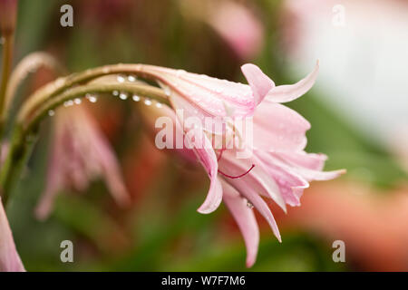 Crinum × Powellii, un ibrido tra C. bulbispermum (rigonfiabile) e C. moorei, con fiori rosa pallido, simili a giglio che fioriscono a fine estate.