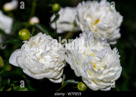 White peonia fiore su a sfocare lo sfondo di colore verde. Peonia grade nube di neve. Il concetto della molla. Foto Stock