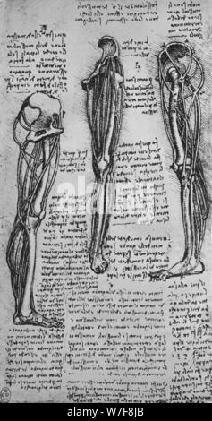 'Drawings di una gamba sinistra che mostra le ossa e tendini', C1480 (1945). Artista: Leonardo da Vinci. Foto Stock