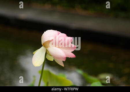 Nelumbo nucifera, conosciuto come loto indiano, loto sacro, fagiolo dell'India, o fagiolo egiziano, fiorente in un giardino d'acqua a Linz, Austria. Foto Stock