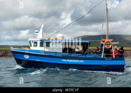 Osservazione dei delfini in ingresso alla baia di Dingle sulla penisola di Dingle, nella contea di Kerry, Repubblica di Irlanda Foto Stock