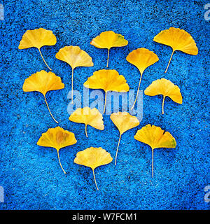 Giallo ginkgo foglie su sfondo blu Foto Stock